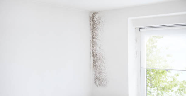 Richboro, PA Mold Removal Company